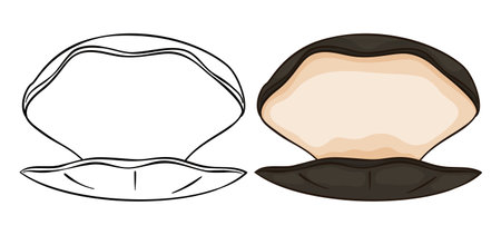 Opened oysters in cartoon style and outlines, one in coloring version and the another colored.のイラスト素材
