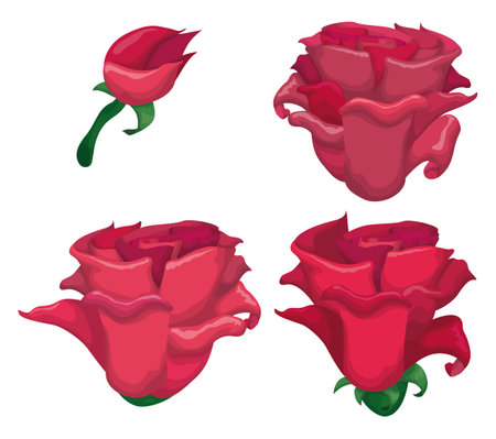 Pink roses set: one with bud and stem, and three samples of bloomed flowers. Design in cartoon style over white background.のイラスト素材