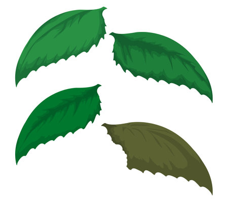 Set with four green serrated leaves and one of them bitten and faded. Design in cartoon style.のイラスト素材
