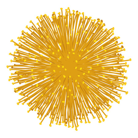 Isolated design of a yellow mimosa flower head with its stamens.のイラスト素材