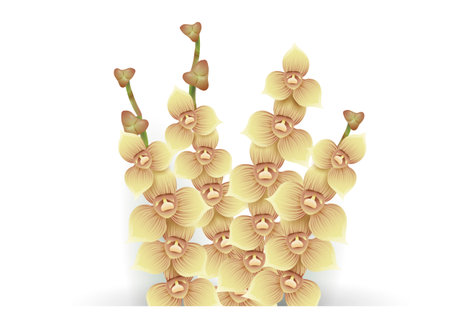 Four stems with small orchid flowers and buds emerging from the bottom. Design in gradient effect over white background.のイラスト素材