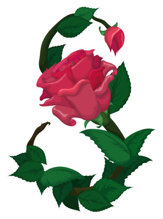 Decorated number eight with green stem, leaves, pink rose and bud, to commemorate Women's Day on March 8.のイラスト素材