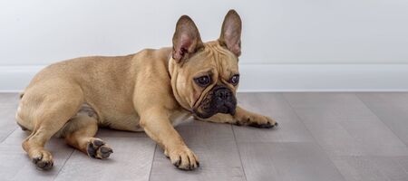 Brown puppy of french bulldog lies on the floor. Panoramaの写真素材