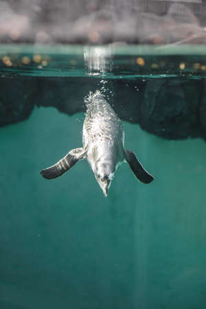 penguin swimming in the aquarium at the zooの写真素材