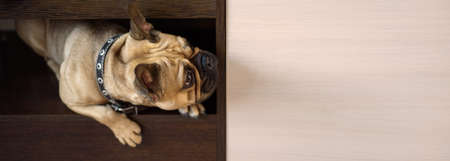 Brown french bulldog puppy peeking out of a cabinet niche. Copyspace. Bannerの写真素材