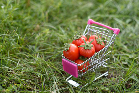 Tomatoes in a cart on green grass. the concept of growing and consuming ecological productsの写真素材