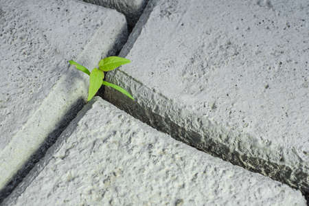 small green sprout among the concrete. A symbol of strength and the beginning of a new lifeの写真素材