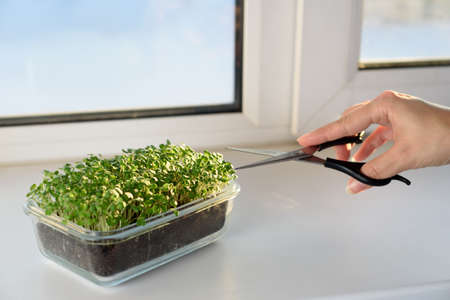 Woman cuts microgreens with scissors for healthy nutrition and vitaminsの写真素材