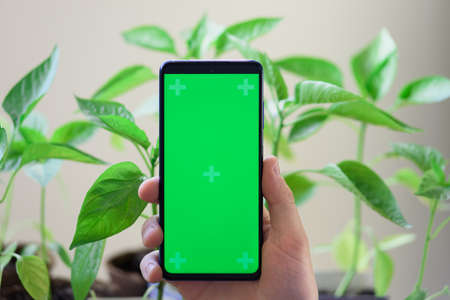 hand hold a phone with green screen on the background of sweet pepper seedlings