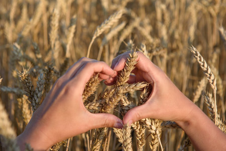 symbol of the heart from the hands on the background of wheat. harvest care conceptの写真素材