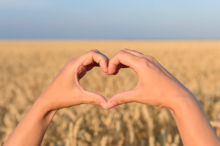 symbol of the heart from the hands on the background of wheat. harvest care conceptの写真素材