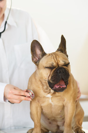Funny scared pet dog at veterinary.の写真素材