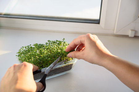 Woman cuts microgreens with scissors for healthy nutrition and vitaminsの写真素材