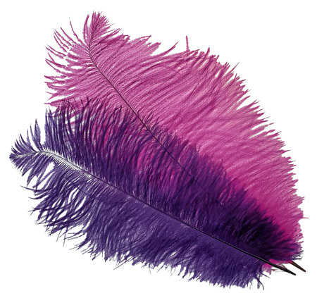 Pink and purple feathers than can be used for quillsの写真素材