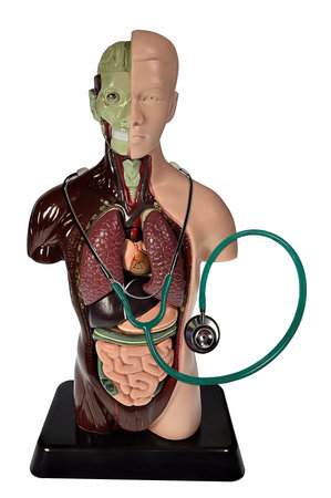 Medical body organ model displaying the vital functions of the body with a stethoscope handy