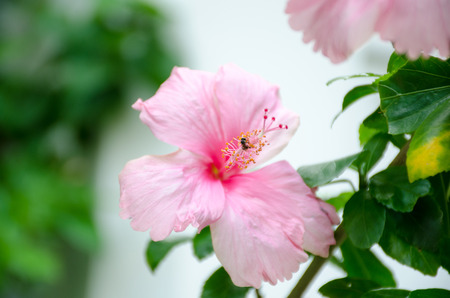 pink  (hibiscus) with a fly on pollenの写真素材