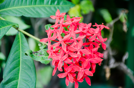 bunch of red ixoraの写真素材