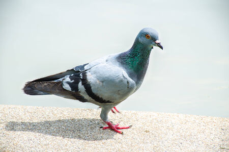 a common pigeon stand near waterの写真素材