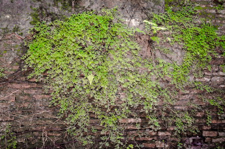 old wall with fern and tropical plantsの写真素材