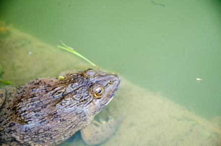 Close up of a toad in the pondの写真素材
