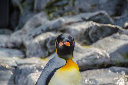 a curious Penguins see photographerの写真素材
