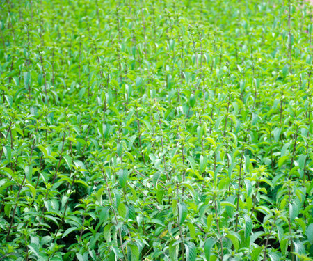 peppermint garden medow backgroundの写真素材