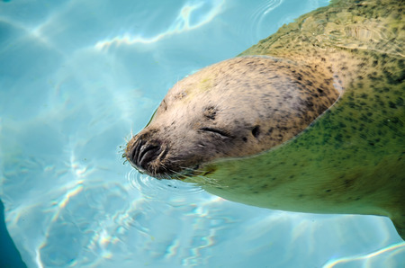 Swimming seals in the zooの写真素材
