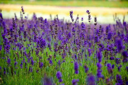 lavender meadow in garden