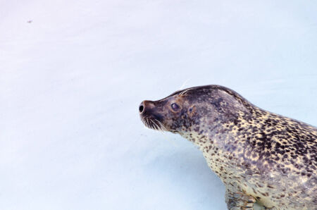 Swimming baby seals in the water pool with motionの写真素材
