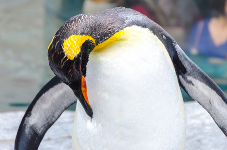A penguin clean his feather in the zooの写真素材