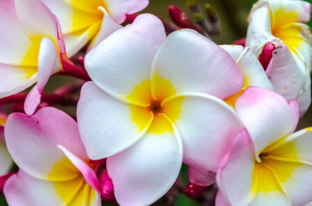 white pink edge plumeria flower closeupの写真素材