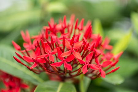 red ixora macro closeupの写真素材
