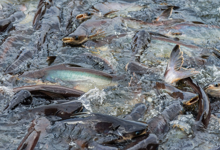 Crowd of snake-head fish around the river fight over for the feed throw from people
