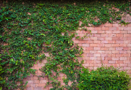 brick wall with ivy plant backgroundの写真素材
