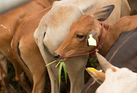 Poor cows in  Buddhism  charity event at Wat Si Mahatat Bangkhen in Bangkok Thailandの写真素材