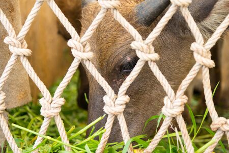 Poor little buffalo eat green grass closeupの写真素材