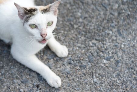 White cat with anger face on the sand stone groundの写真素材