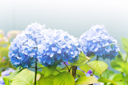 Blue hydrangea in the garden with white soft light