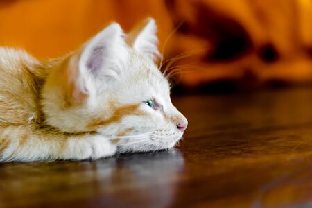 Orange kitten cat lie on wood ground closeup on its faceの写真素材