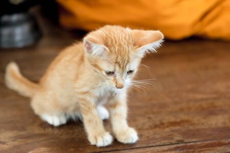 Doubtful oragne little kitten  cat lie on wooden floor closeup near monk robe on background  in templeの写真素材