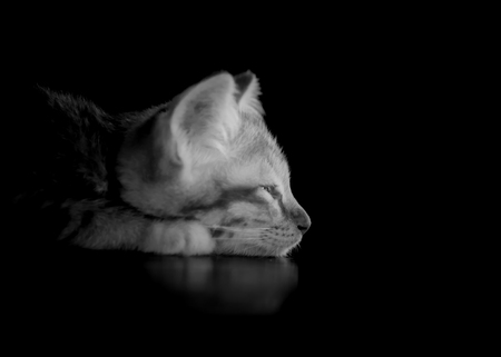 Orange kitten cat lie on wood ground closeup on its sleepy face lowkey black and white focused on faceの写真素材