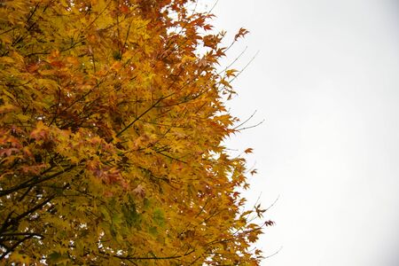 Maple tree in autumn withe orange red and yellow  isolated on white backgroundの写真素材