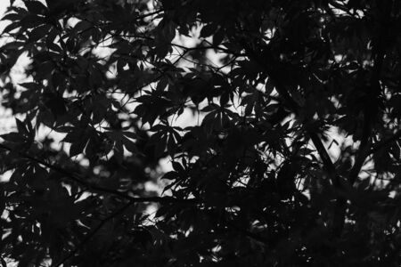 Dark wood with silhouette of trees leavesの写真素材
