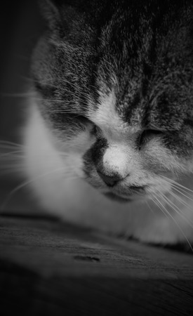 Sleepy chubby pussy cat lied on the wooden closeup on its head black and whiteの写真素材