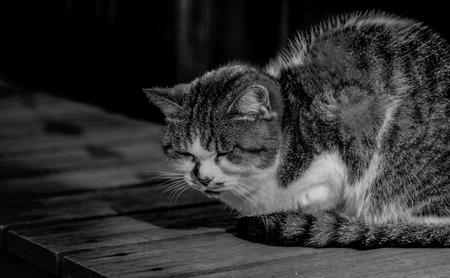 Sleepy chubby pussy cat lied on the wooden ground  black and white highkeyの写真素材