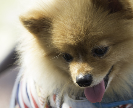 Pomeranian dog closeup with smile face closeup focused on headの写真素材