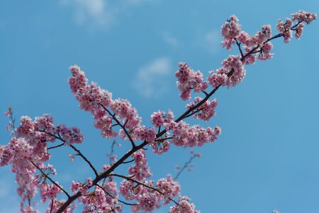 Sakura (Cherry Blossom)  blooming in spring around Ueno Park in Tokyo , Japanの写真素材