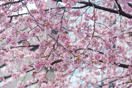Sakura (Cherry Blossom)  blooming in spring around Ueno Park in Tokyo , Japanの写真素材