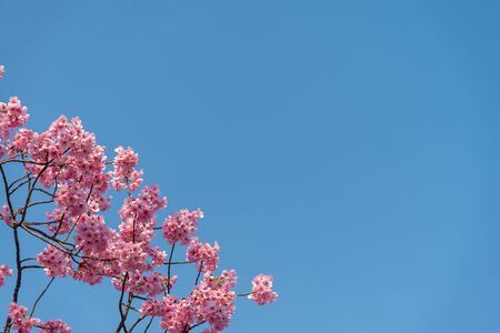 Sakura (Cherry Blossom)  blooming with blue sky and copy space n spring around Ueno Park in Tokyo , Japanの写真素材