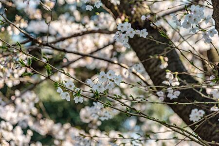Sakura (Cherry Blossom)  blooming in spring around Ueno Park in Tokyo , Japan